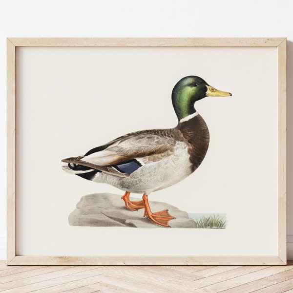 Art mural antique de canard colvert, décor de mur de cuisine de ferme imprimable, impression d'art vintage d'oiseau de pépinière, art de mur neutre de chambre à coucher d'enfants