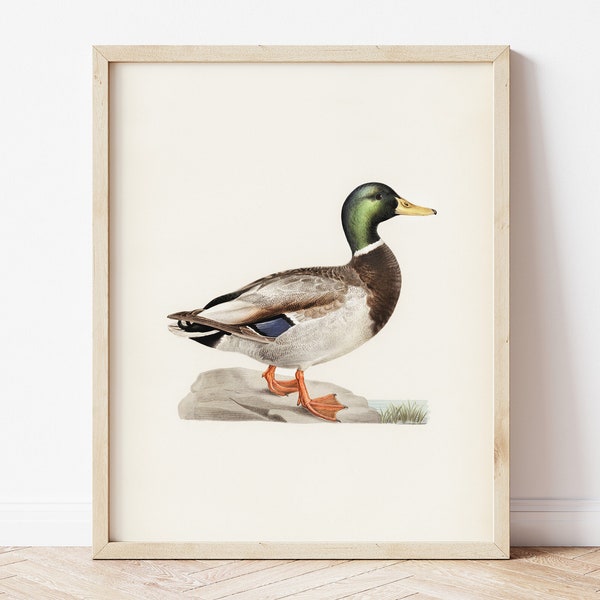 vintage Canard Wall Art, Printable Mallard Antique Wall Decor, Farmhouse Kitchen Art Print, Rustic Nursery Wall Art, Kids Room Bird Wall Decor