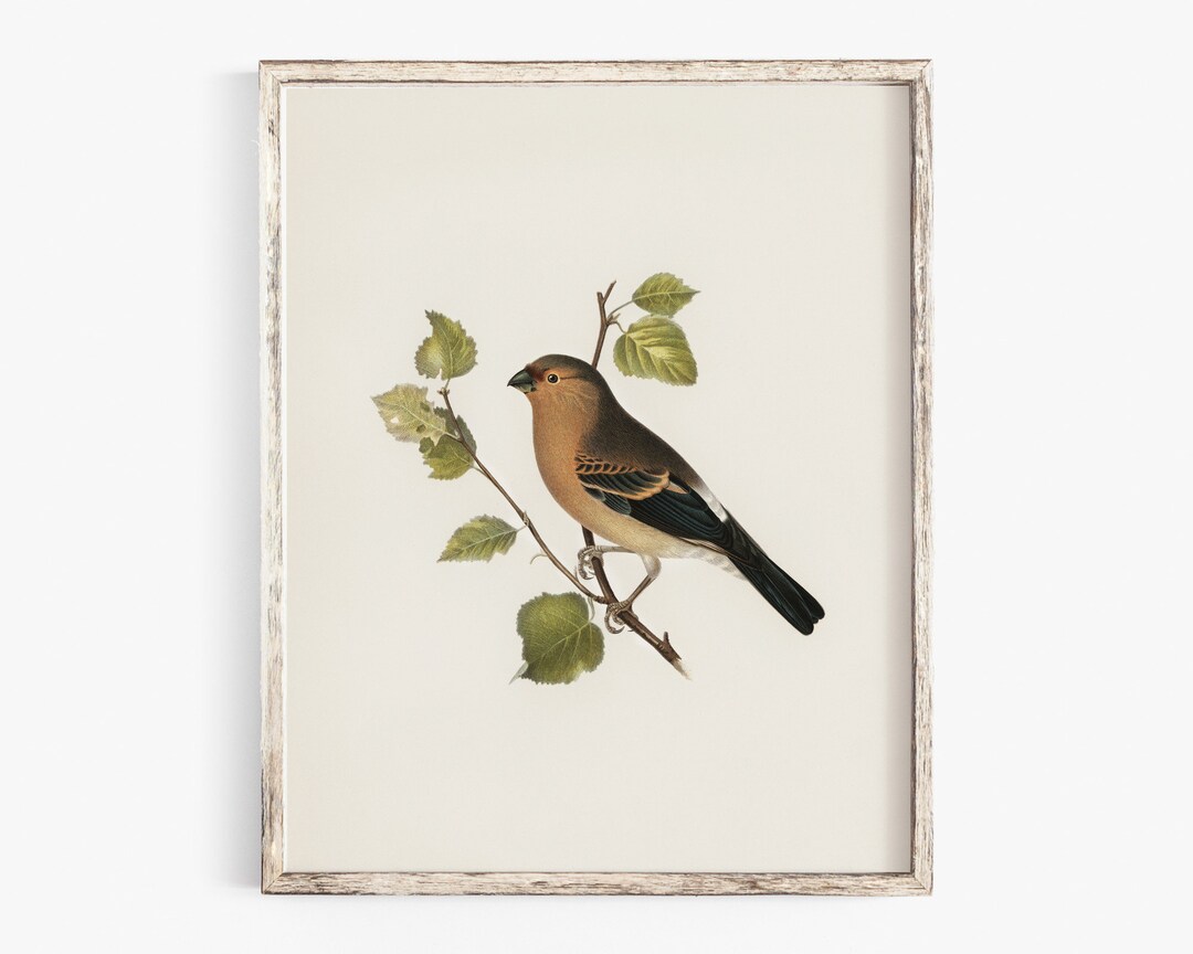 Antique Bird Wall Art Printable Farmhouse Kitchen Wall Decor Etsy