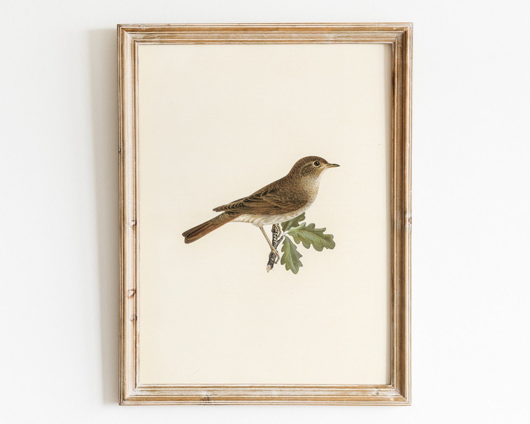 Antique Bird Wall Art, Printable Country Bird Wall Decor, Vintage