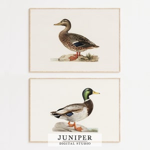 Farmhouse Bird Wall Art, Printable Vintage Duck Set of 2 Prints, French Country Kitchen Wall Decor, Antique Mallard Bird Art Print