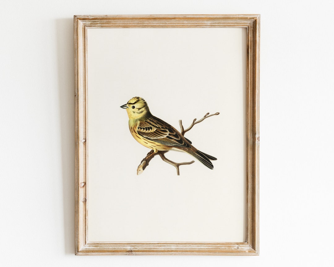Antique Yellow Bird Wall Art Printable Vintage Bird Wall Etsy