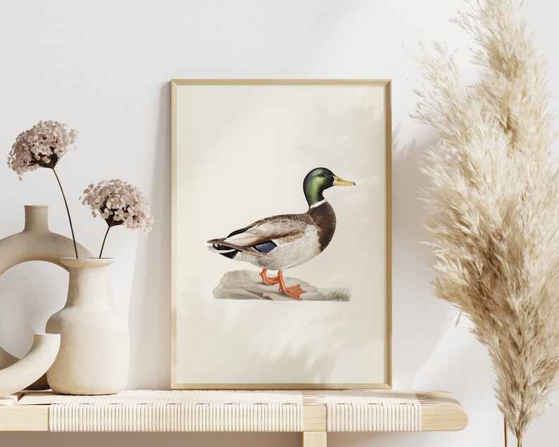 Vintage Duck Wall Art Printable Mallard Antique Wall Decor - Etsy