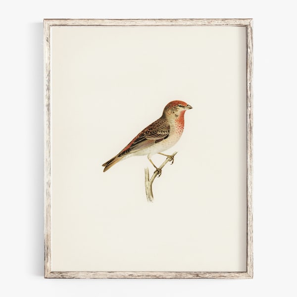 Vintage Finch Bird Wall Art, Printable Bird Drawing, Kids Room Wall Decor, Farmhouse Nursery Art Print, Antique Garden Bird Print