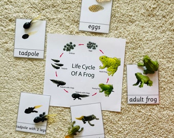 Life Cycle Miniature w/ Editable Corresponding Flash Cards Montessori Dragonfly Crocodile Worm Snake Bean Language Culture Zoology Activity