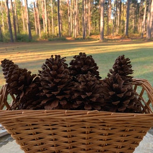 South Georgia Pine Cones