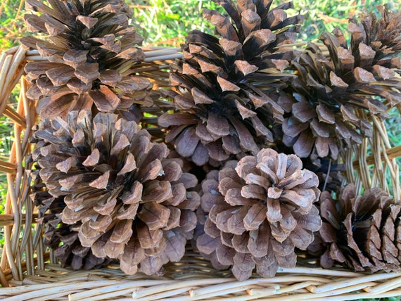 South Georgia Pine Cones - Holiday Decor and Crafts