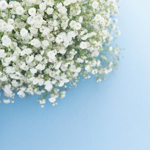 White bridal bouquet, White gypsophila paniculata bridal bouquet, bridesmaid bouquet. image 4