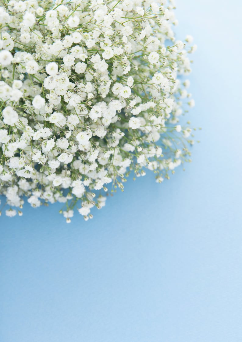 White bridal bouquet, White gypsophila paniculata bridal bouquet, bridesmaid bouquet. image 4