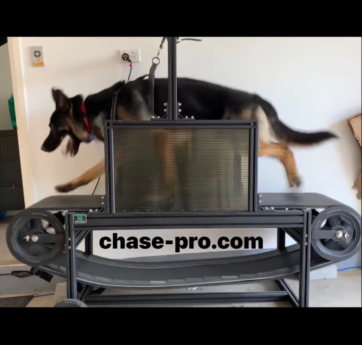 Buy A Dog Treadmill Or Dog Slatmill