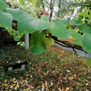 Pflanze - Storaxbaum / Schneeglöckchen (Styrax officinalis)