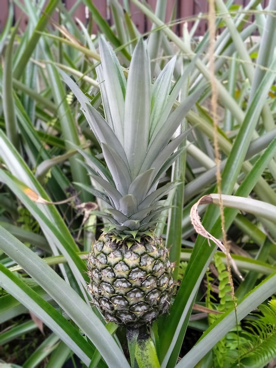 Plant - Pineapple (annanas Comosus) - Etsy Ireland