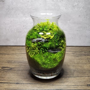 Live Moss Terrarium 7" Tall by 4.5" Wide