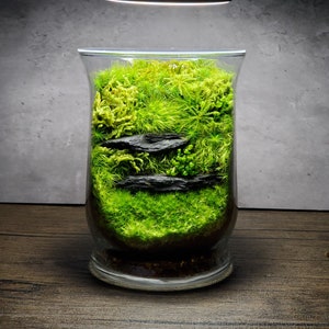 Live Moss Terrarium Glass Bowl