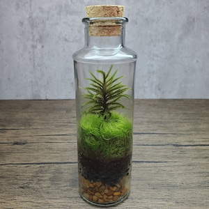 Live Moss Terrarium 6" Tall by 1.75" Diameter