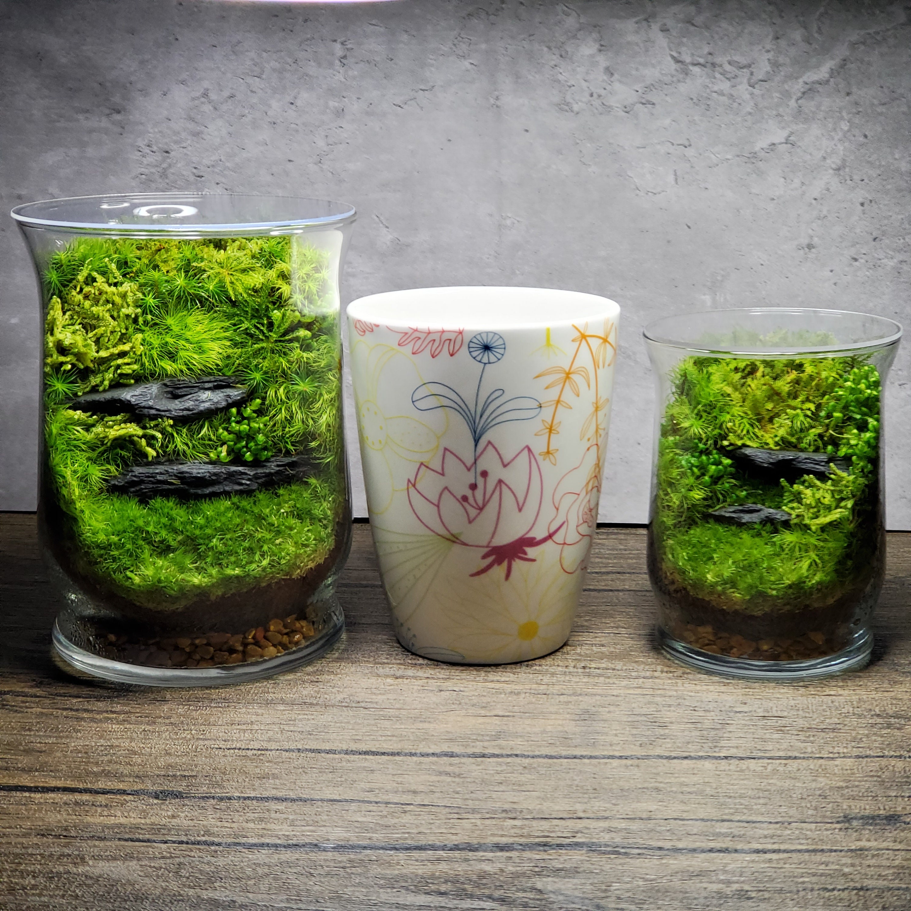 Live Moss Terrarium Glass Vase 7 Tall, 6 Diameter 