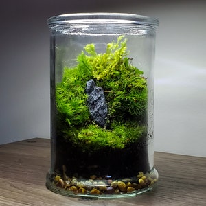 Live Moss Terrarium Glass Vase 5.75 Tall, 3 Diameter - Etsy