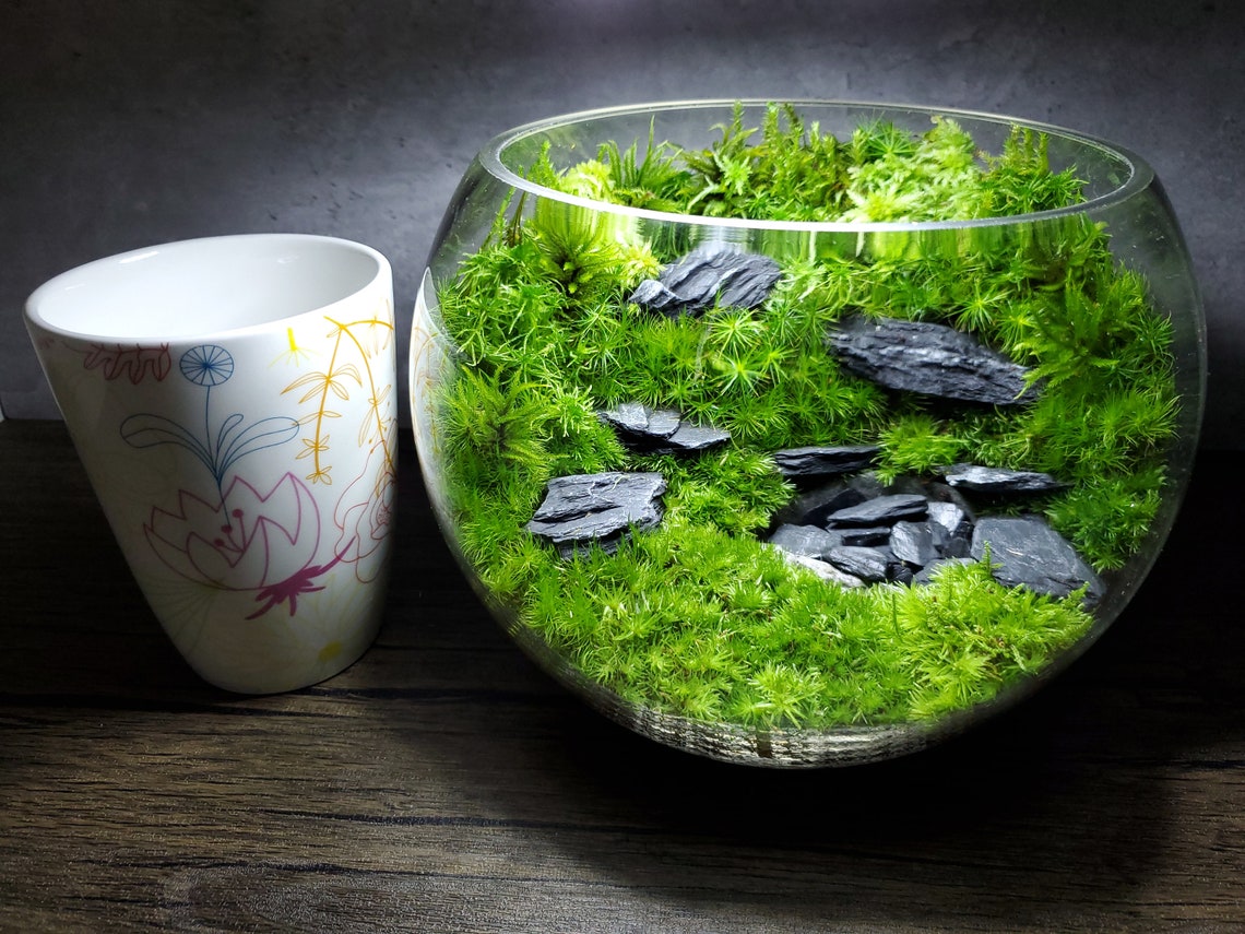 Live Moss Terrarium Glass Bowl 8 Diameter Etsy