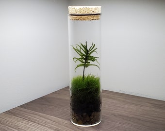 Live Moss Terrarium 6" tall by 1.75" diameter
