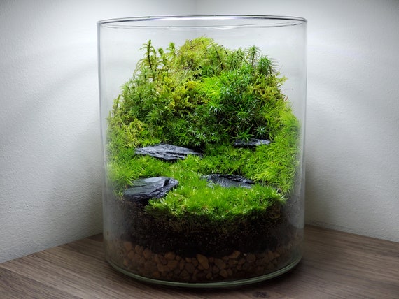 Live Moss Terrarium Glass Vase 7 Tall, 6 Diameter 