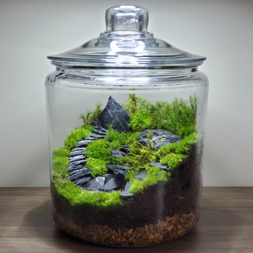 Live Moss Terrarium Glass Vase 10 Tall 7 Etsy