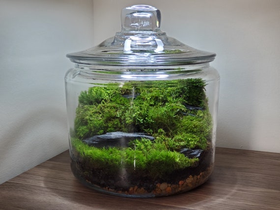 Live Moss Terrarium Glass Bowl 