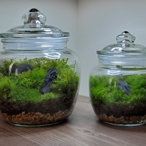 Live Moss Terrarium Sealed Cookie Jar