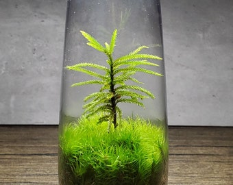 Live Moss Terrarium 6" Tall by 2" Diameter