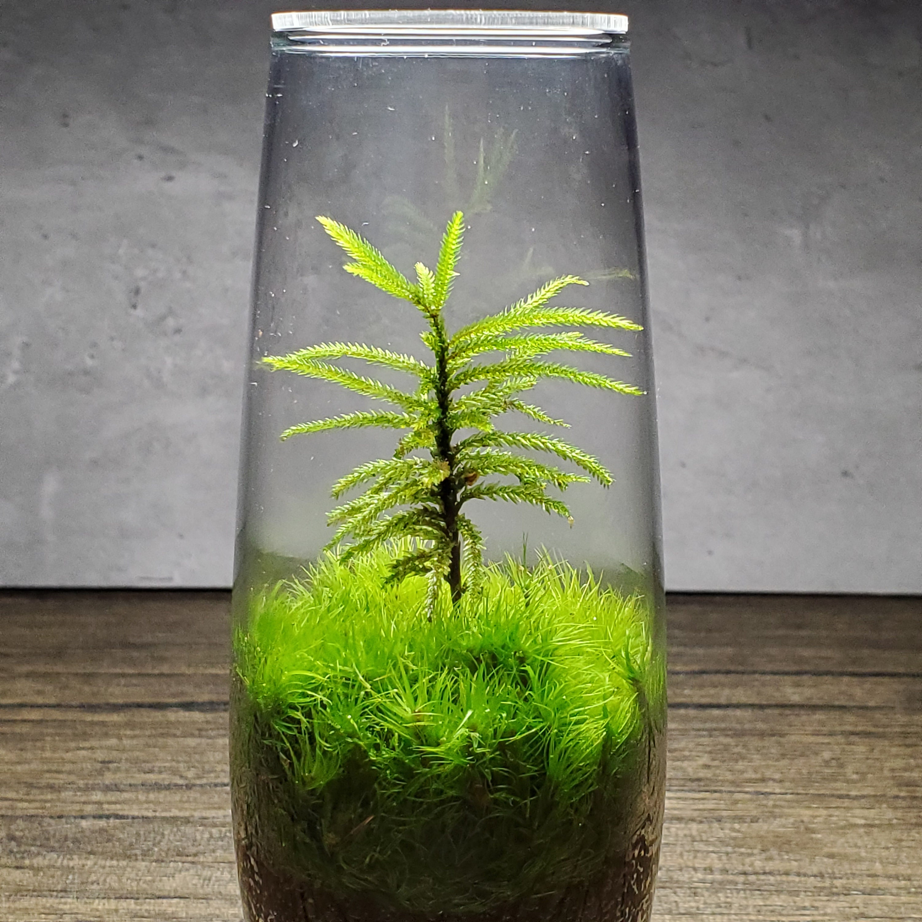 Live Moss Terrarium Glass Vase 10 Tall, 7 Diameter 