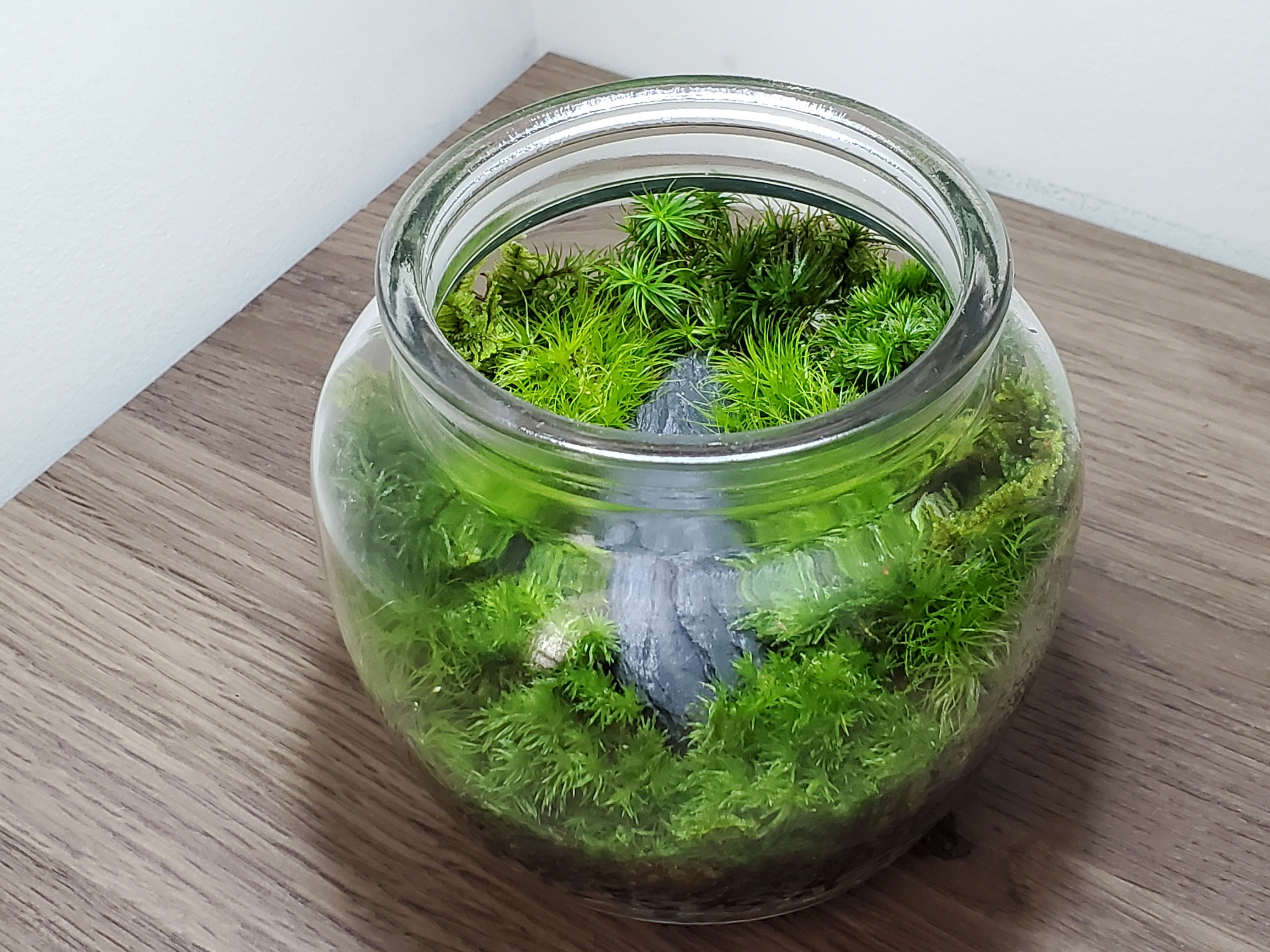 Live Moss Terrarium Glass Vase 10 Tall, 7 Diameter 