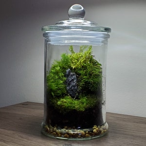 Live Moss Terrarium Glass Vase (5.75" Tall, 3" Diameter)