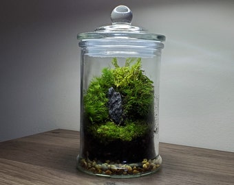 Live Moss Terrarium Glass Vase (5.75" Tall, 3" Diameter)