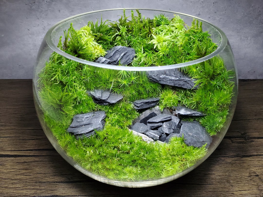 Live Moss Terrarium Glass Bowl 8 Diameter Etsy