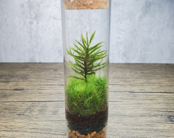 Live Moss Terrarium 6" tall by 1.75" diameter