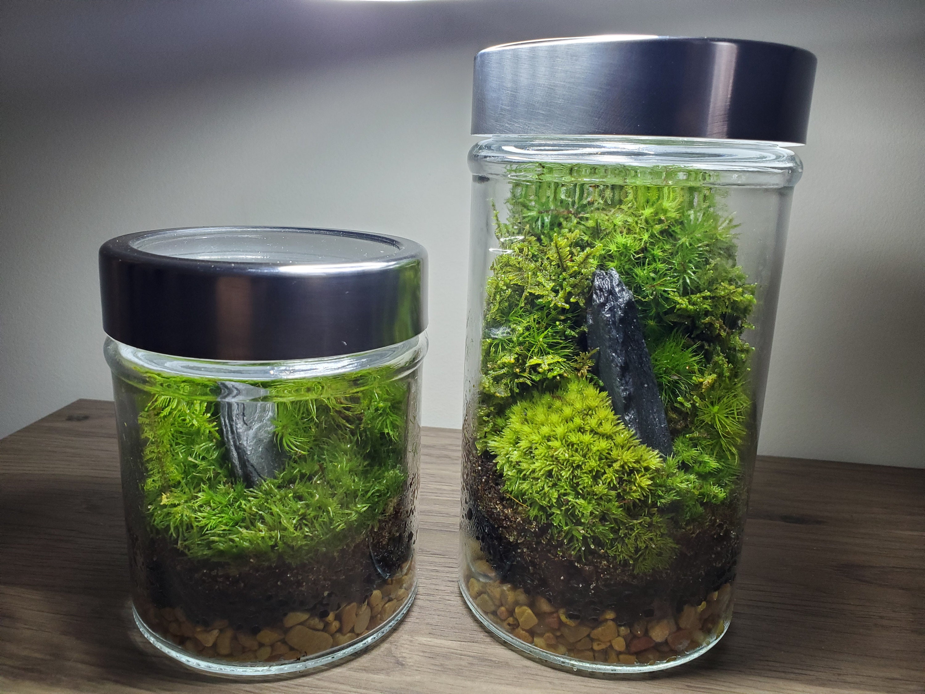 Live Moss Terrarium 9.5 Tall by 5 Wide 