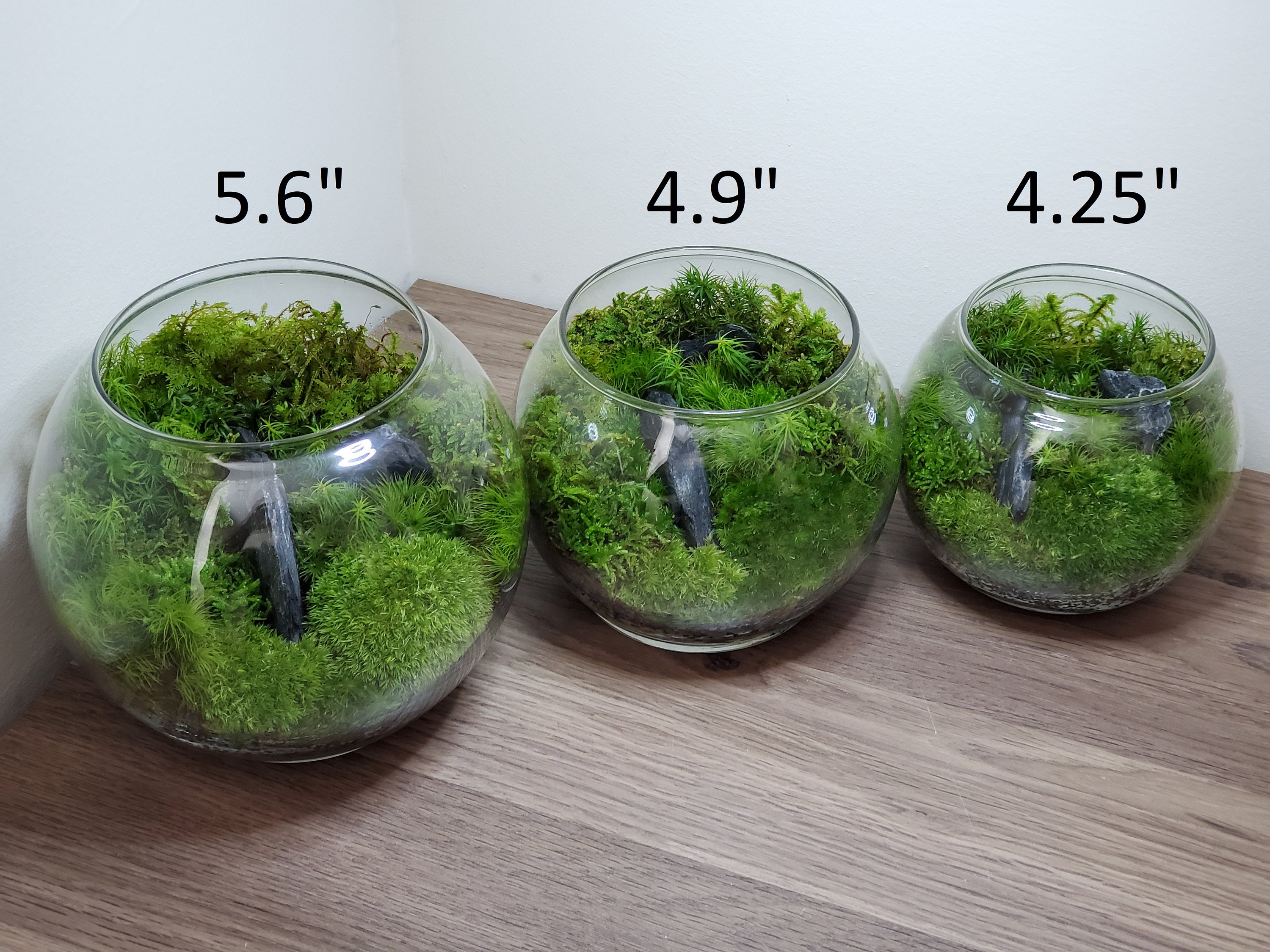Live Moss Terrarium Glass Bowl Etsy