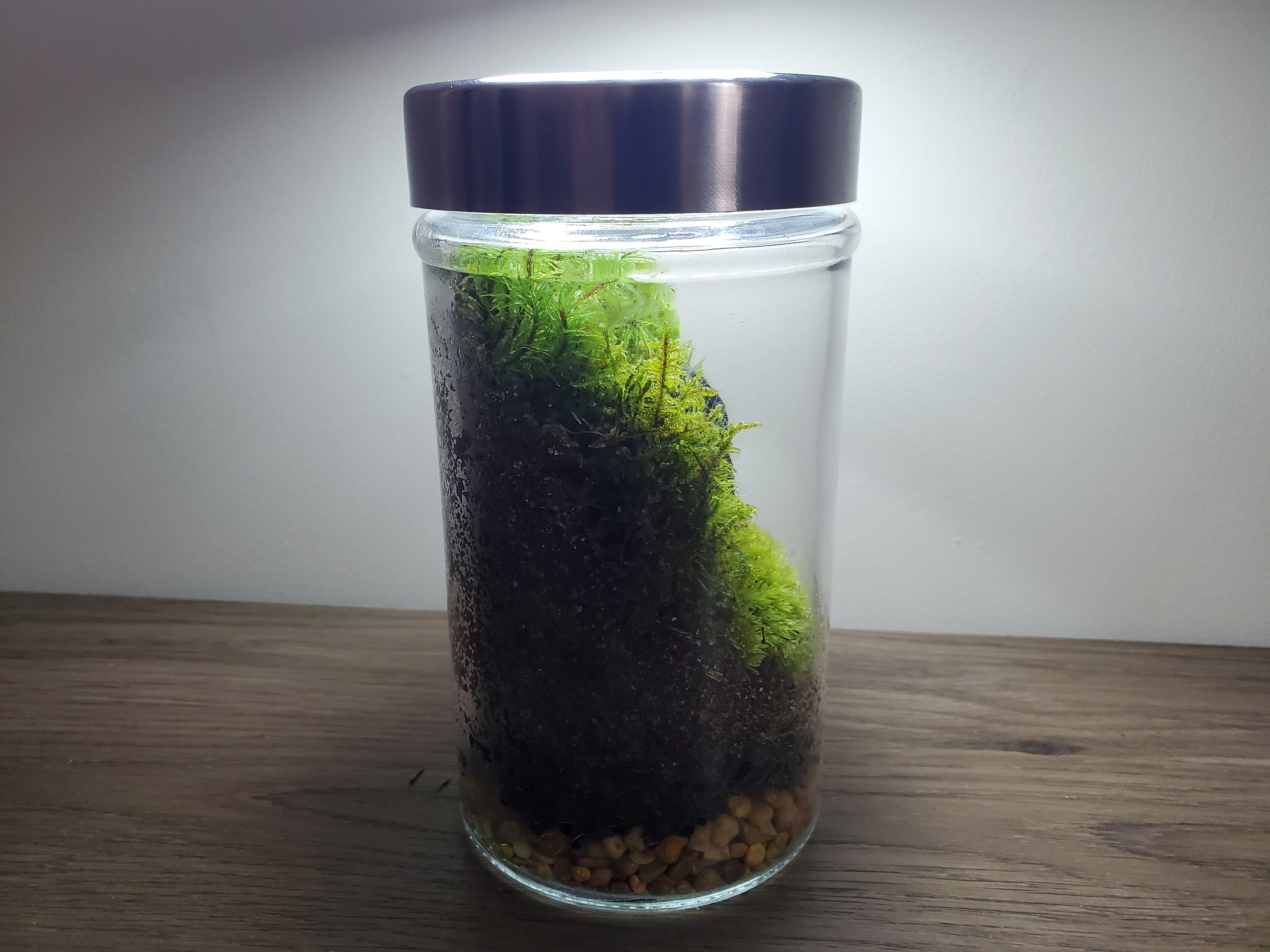 Live Terrarium Moss FOR SALE! - PicClick UK