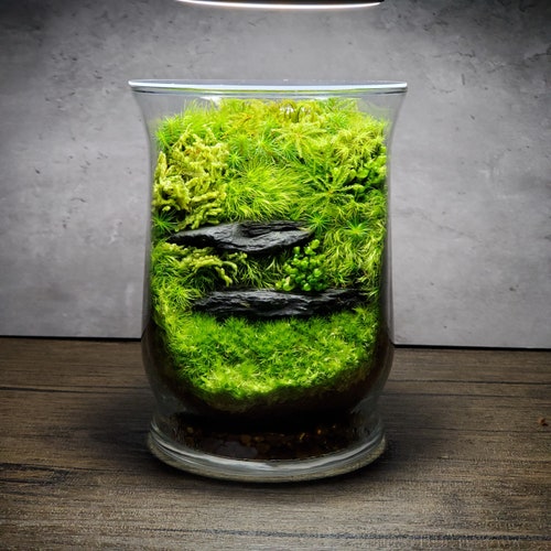 Live Moss Terrarium 6 Tall by 1.75 Diameter Etsy