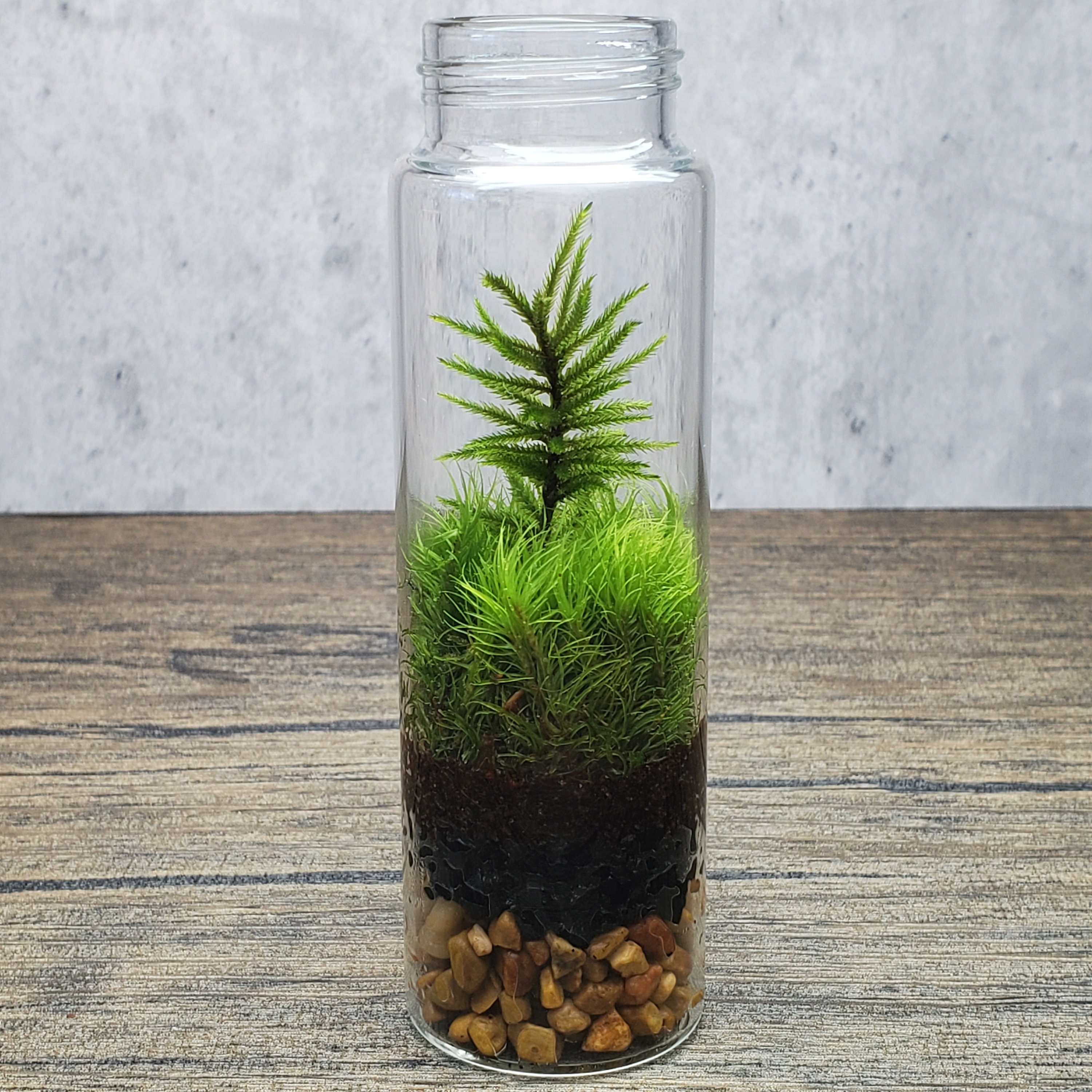 Live Moss Terrarium Glass Vase 10 Tall, 7 Diameter 