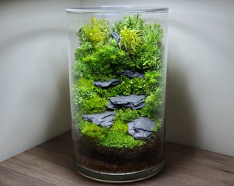 Live Moss Terrarium Glass Vase 7 Tall, 6 Diameter 