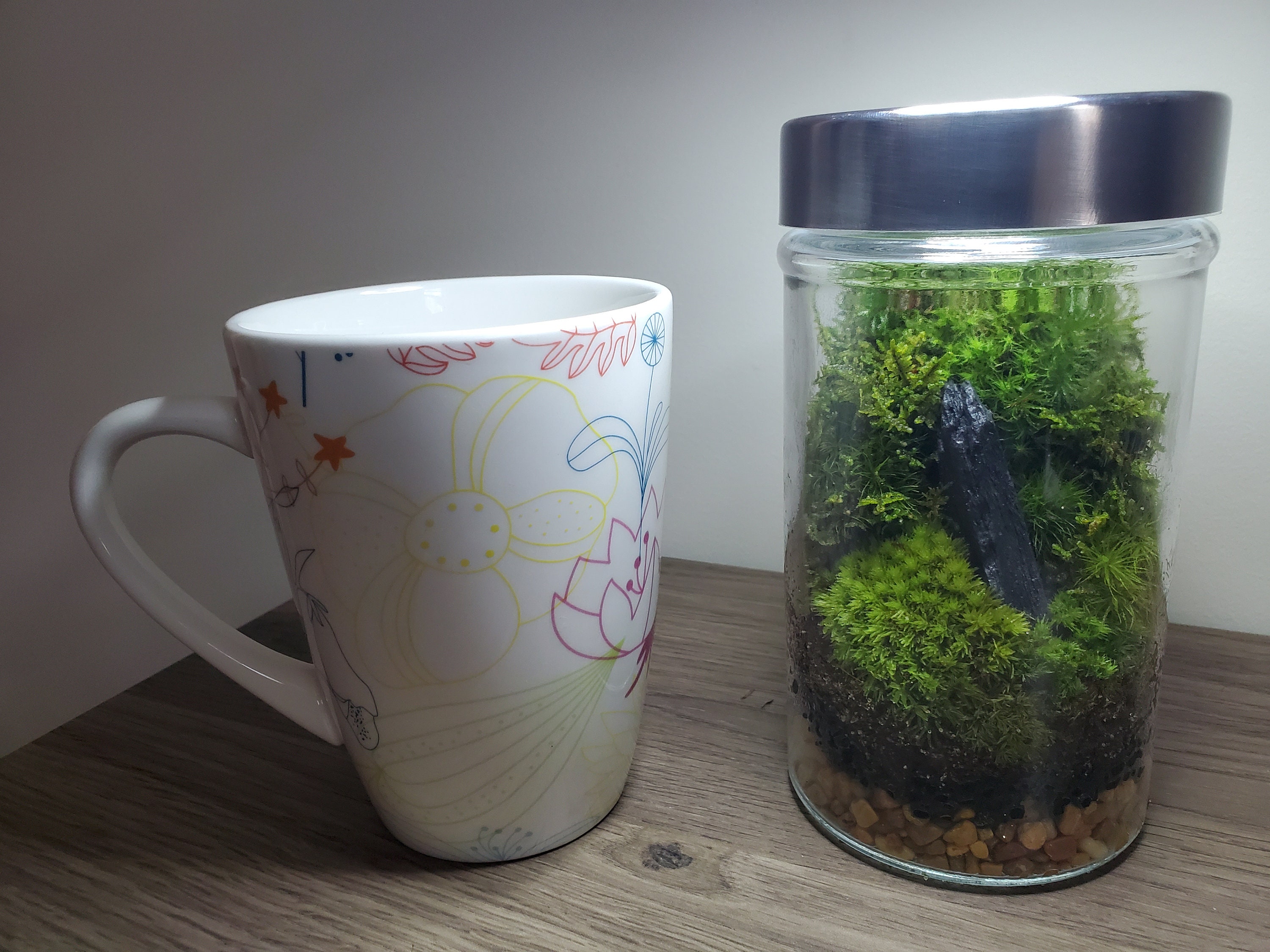 ♢♢ 2 Gallon Glass Jar Living Terrarium - Moss Rocks Etc. ♢♢ - general for  sale - by owner - craigslist
