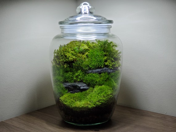 How should I put this moss in my terrarium? Should I only use the green on  top? : r/terrariums