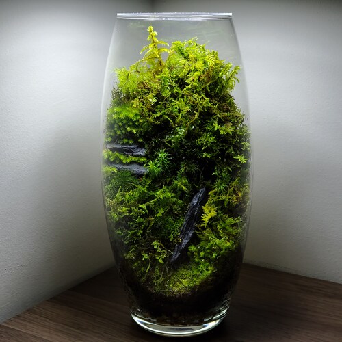 Live Moss Terrarium Glass Vase 11 Tall 5 Wide Etsy