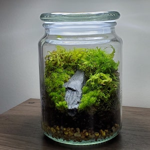Tiny Terrarium With Live Moss • Desktop Mossarium With Live Feather Mo