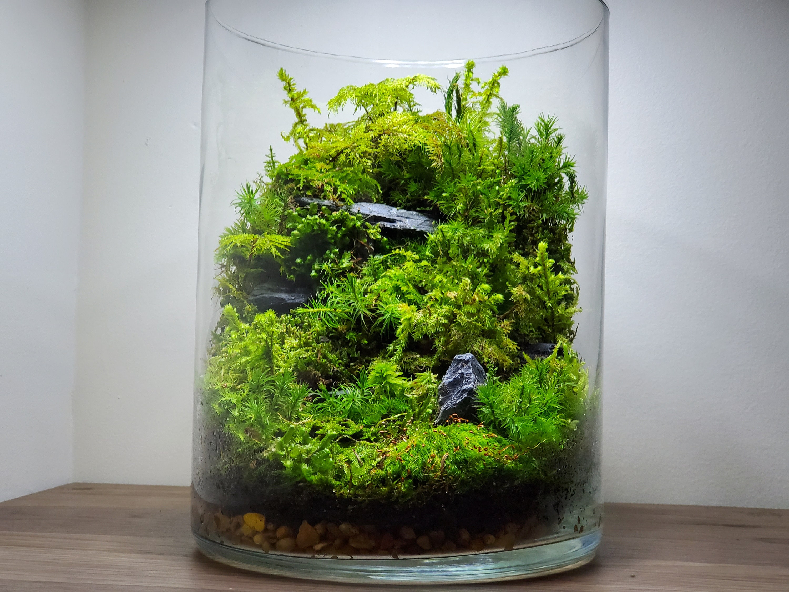 Live Moss Terrarium Glass Vase 10 Tall, 7 Diameter 