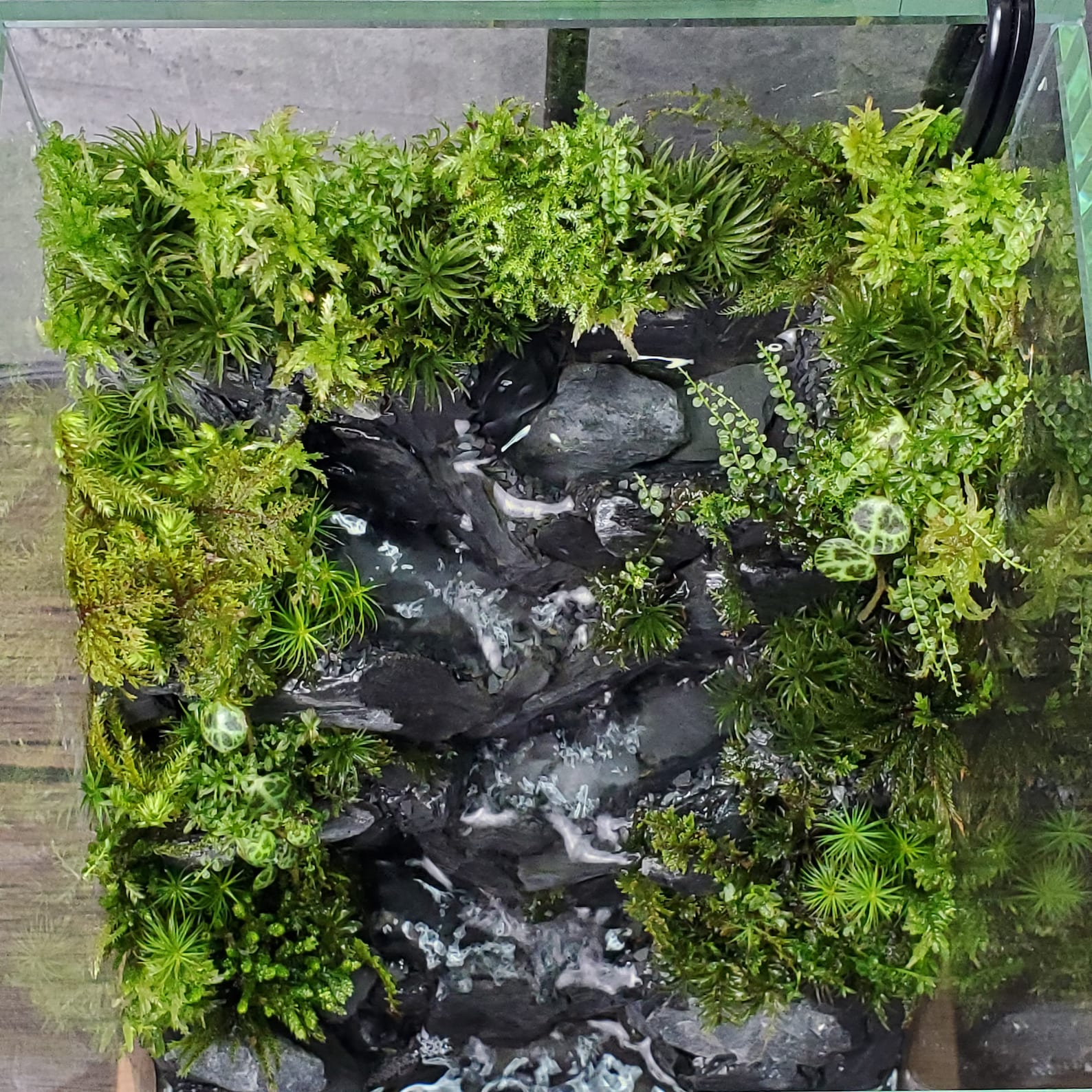 Live Moss Waterfall Terrarium 12 Tall 6.5 Wide Etsy