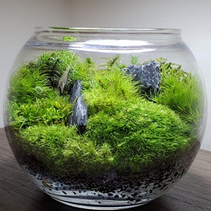 Live Moss Terrarium Glass Bowl