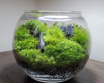 Live Moss Terrarium Glass Bowl