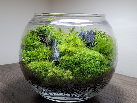 Live Moss Terrarium Glass Bowl 