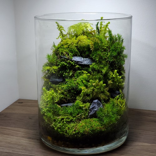 Live Moss Terrarium Glass Vase 11 Tall 5 Wide Etsy